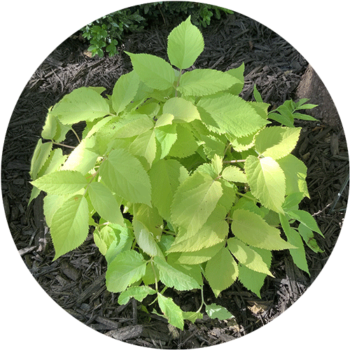 Bright green Sun King Aralia.